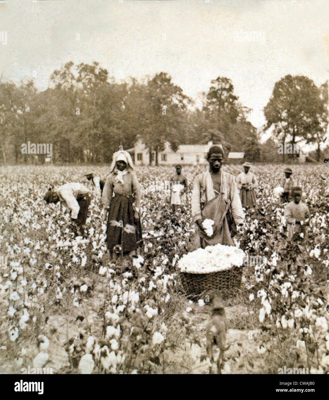 Afroamerikanischen Männern, Frauen und Kinder, in Georgien, 1898 als Baumwollpflücker beschäftigt. Stockfoto