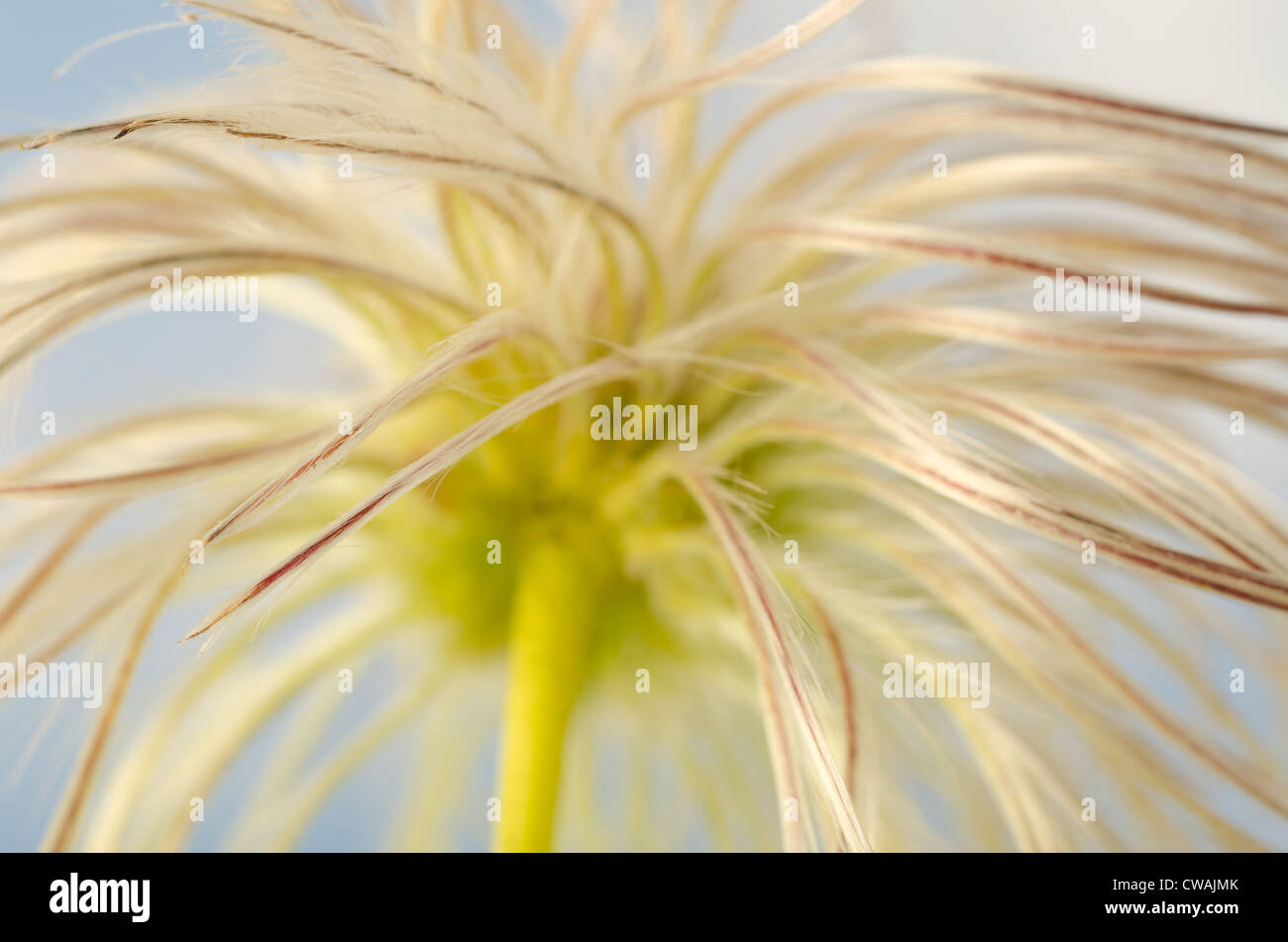 Attraktive Clematis Kletterer wispy flauschig weichen Köpfe schlanke Thread Wind Samenausbreitung Stockfoto