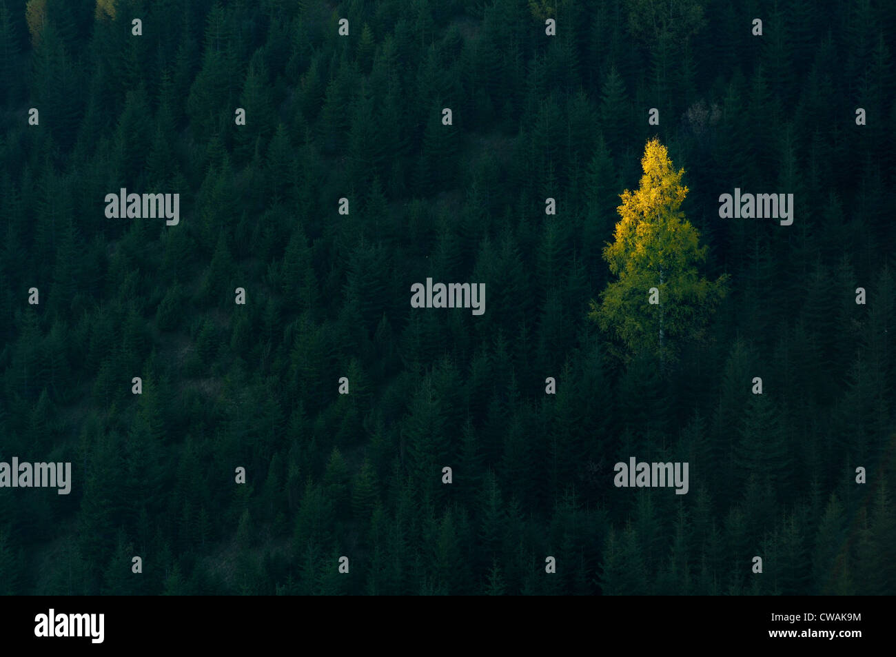 Ein Baum im Wald, beleuchtet Krasnik Dorf Bereich, Karpaten, Iwano-Frankowsk Gebiet, Ukraine Stockfoto