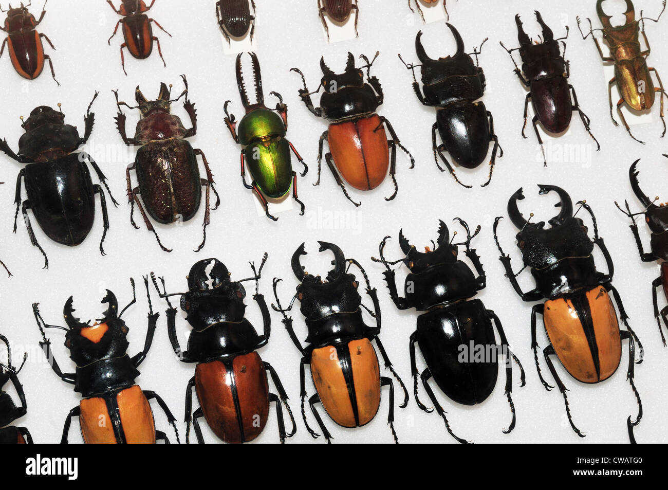 Eine Anzeige der Käfer im Musée Insectropolis Fehler in Toms River, New Jersey Stockfoto