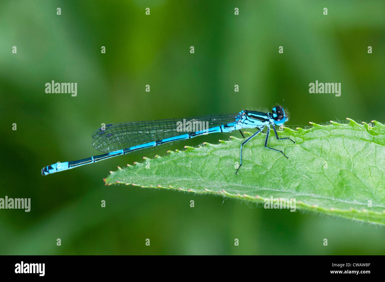 eine gemeinsame blue Damselfly ruht auf einem Blatt Stockfoto