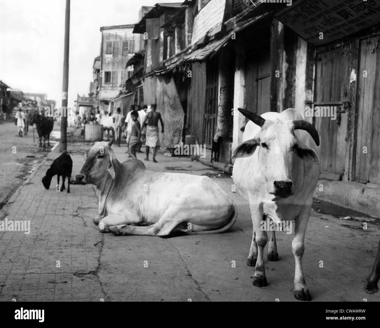 Zwei heilige Kühe auf einem Spaziergang in einem ärmeren Teil von Kalkutta, Indien, ca. 1947 gezeigt. Höflichkeit: CSU Archive/Everett Collection Stockfoto