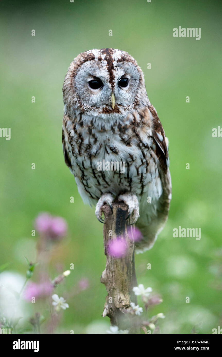 ein Waldkauz thront auf einem alten Baumstumpf in eine Blumenwiese Stockfoto