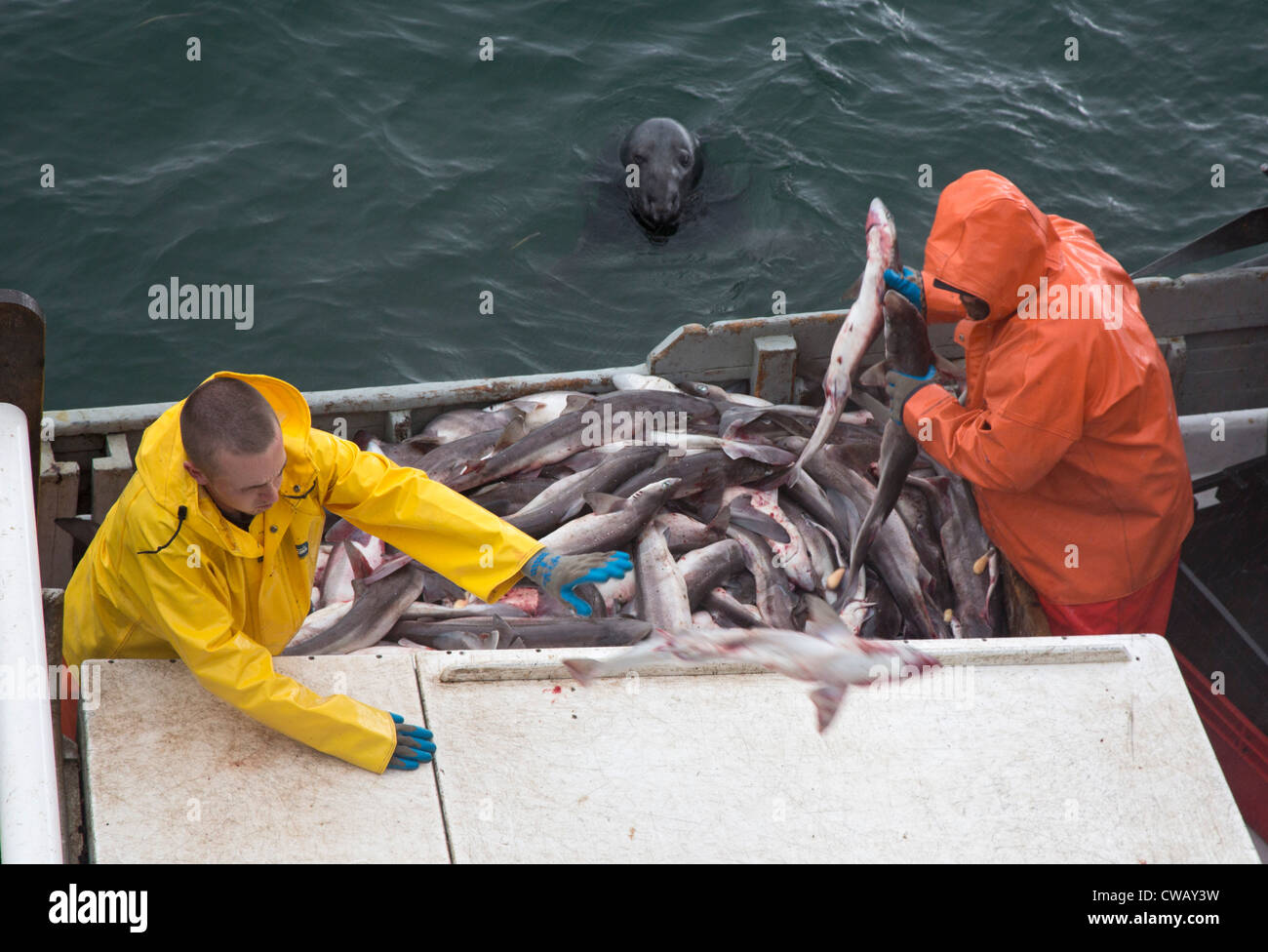 Chatham, Massachusetts - Fischer ihren Fang am Chatham Fish Pier, entladen, während ein Siegel für die Brocken wartet. Stockfoto
