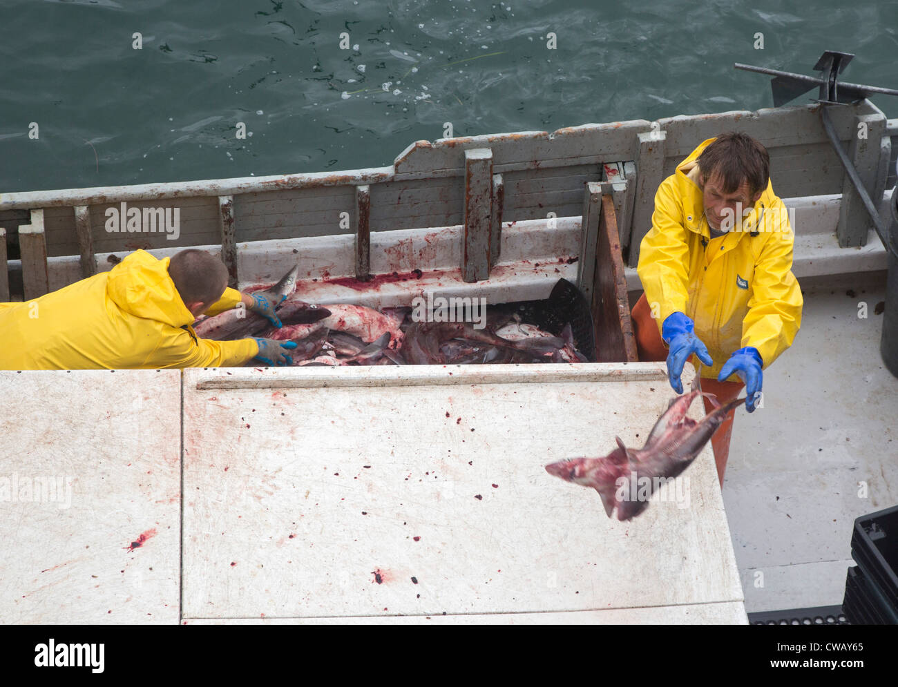 Chatham, Massachusetts - Fischer ihren Fang am Chatham Fish Pier zu entladen. Stockfoto