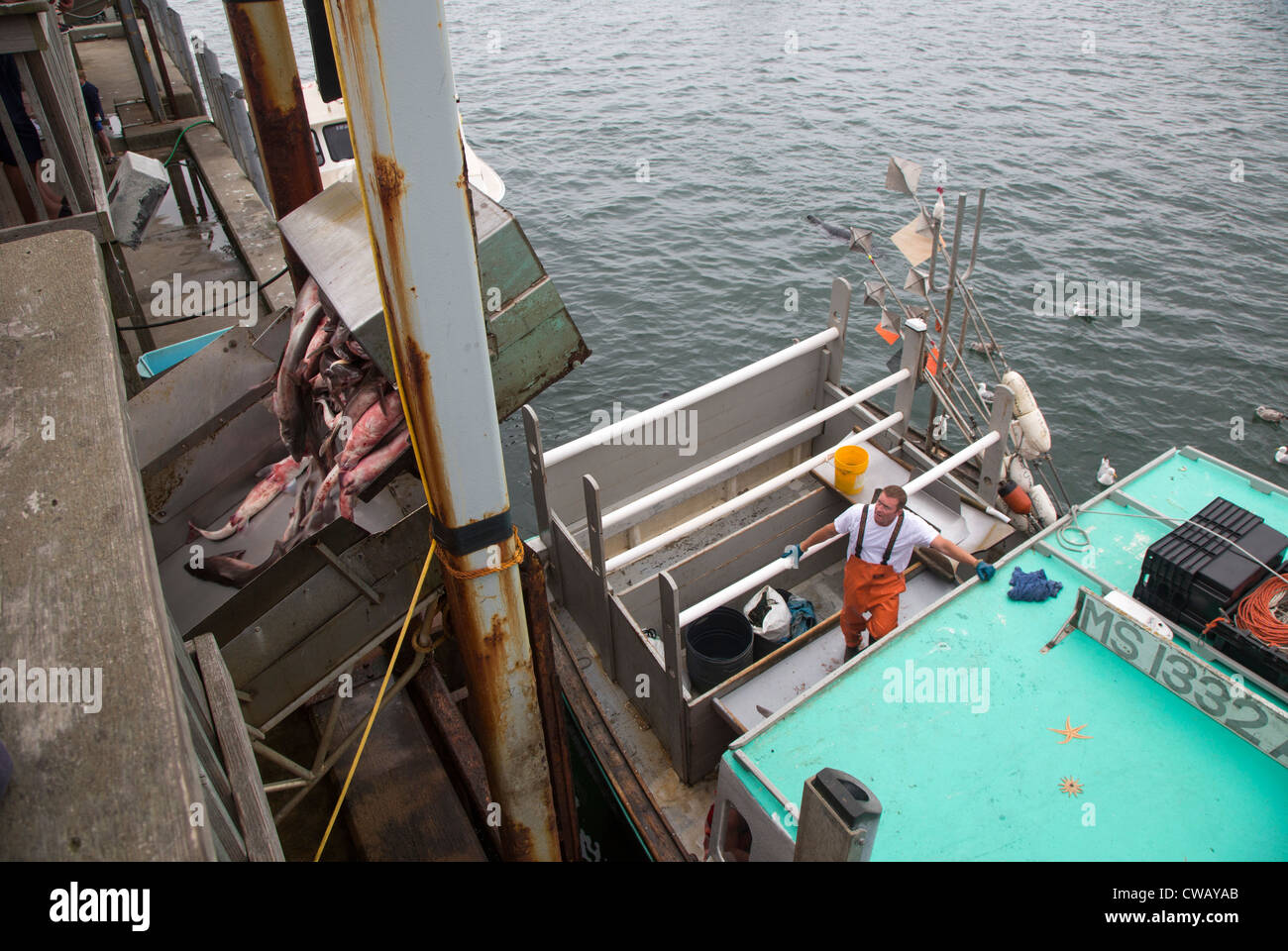 Chatham, Massachusetts - Fischer ihren Fang am Chatham Fish Pier zu entladen. Stockfoto