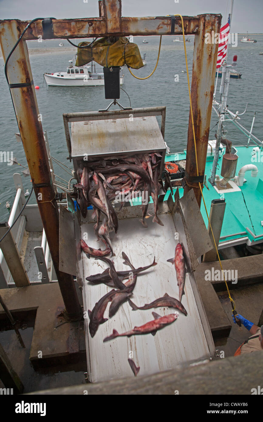 Chatham, Massachusetts - Fischer ihren Fang am Chatham Fish Pier zu entladen. Stockfoto