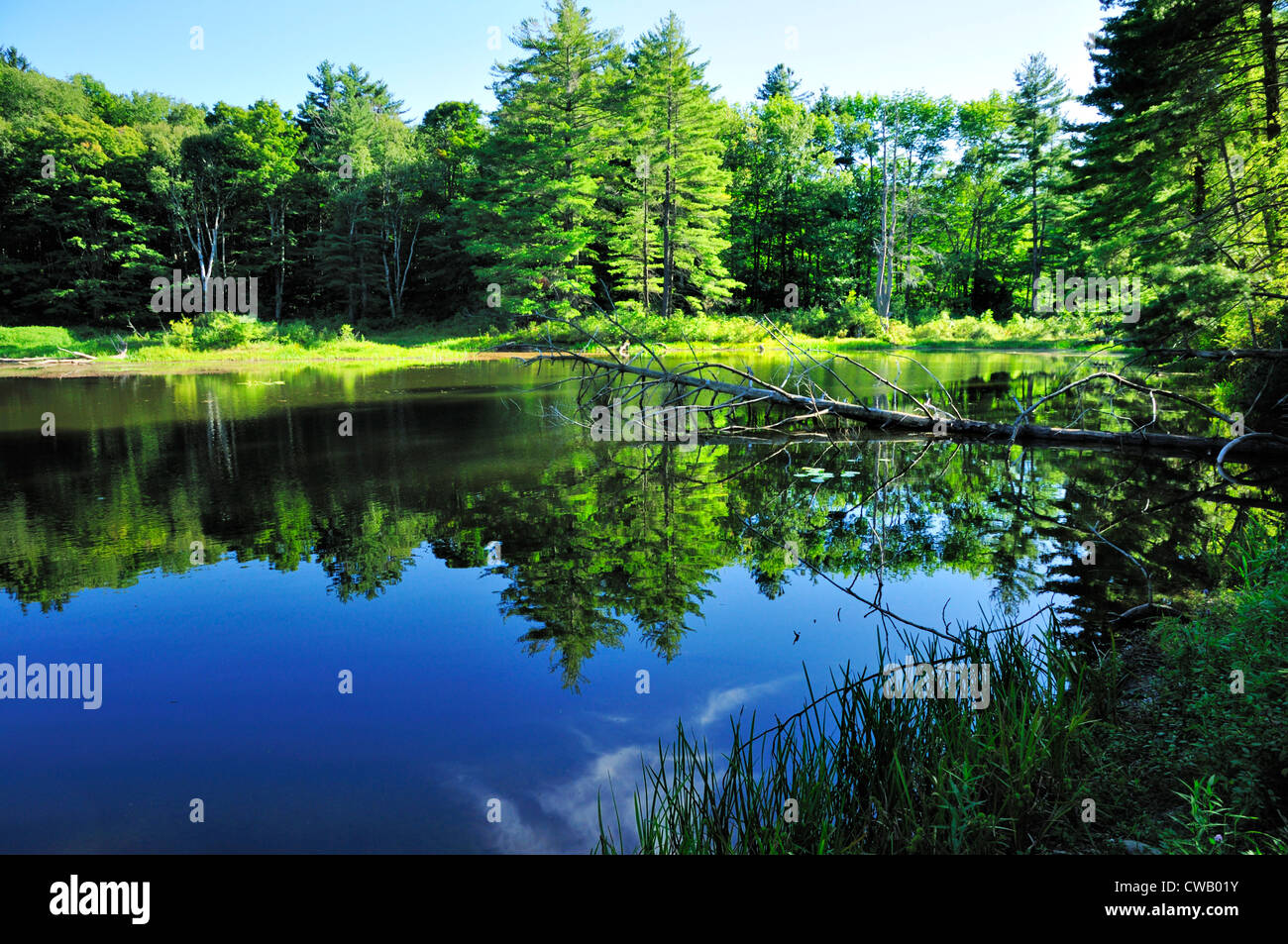Ruhigen Teich an angenehmen Tal Wildlife Sanctuary, Lenox, Massachusetts Stockfoto