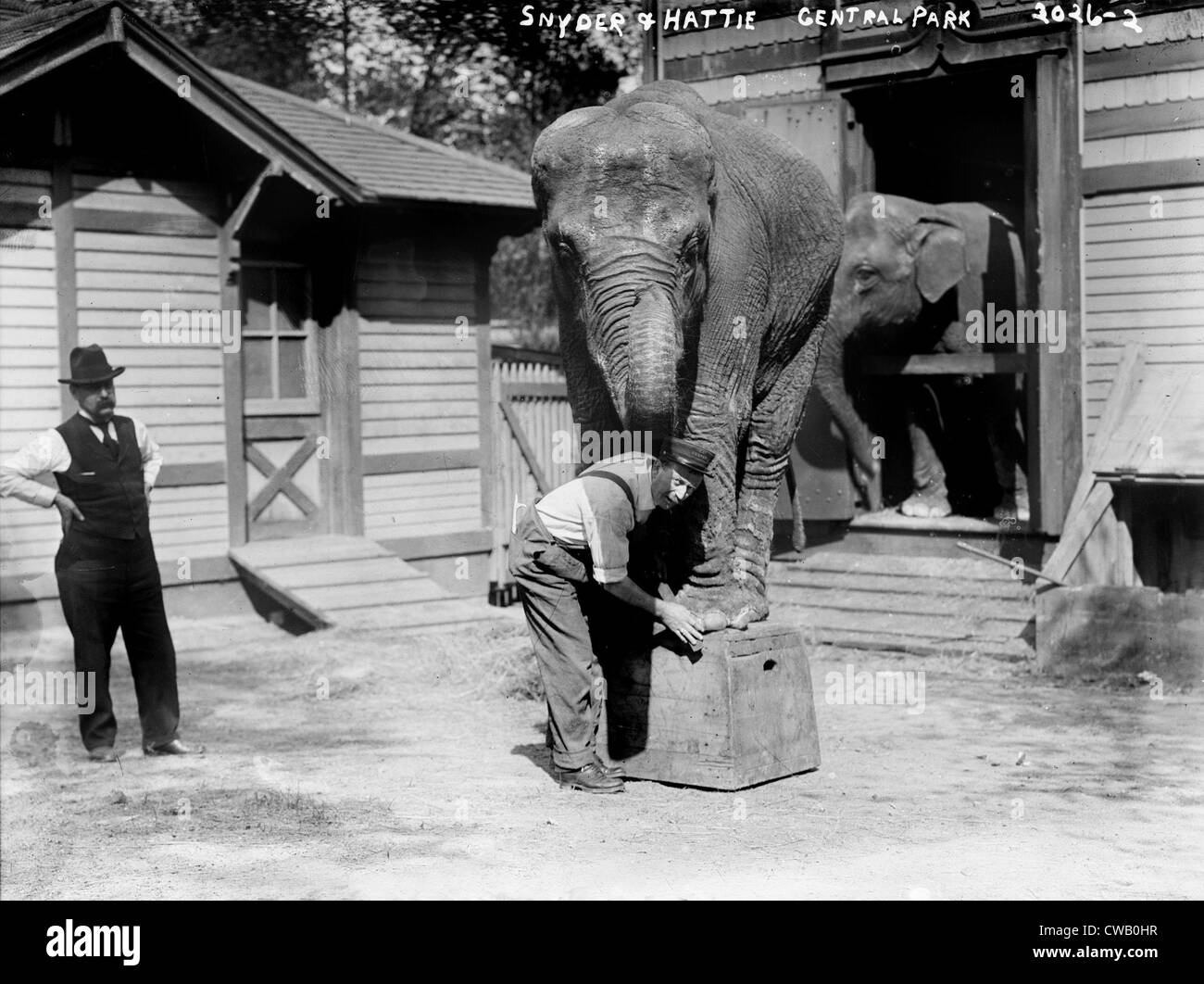 Bill Snyder (rechts), Elefanten Trainer und Hattie der Elefant im Central Park in New York City, ca. 1900. Stockfoto