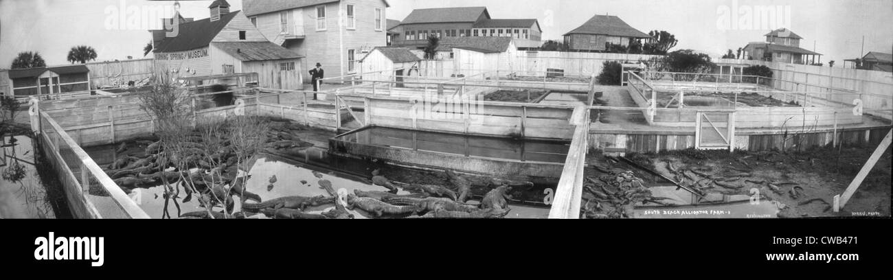 Alligator Farm, South Beach, Florida, Foto von W. J. Harris, 1910. Stockfoto