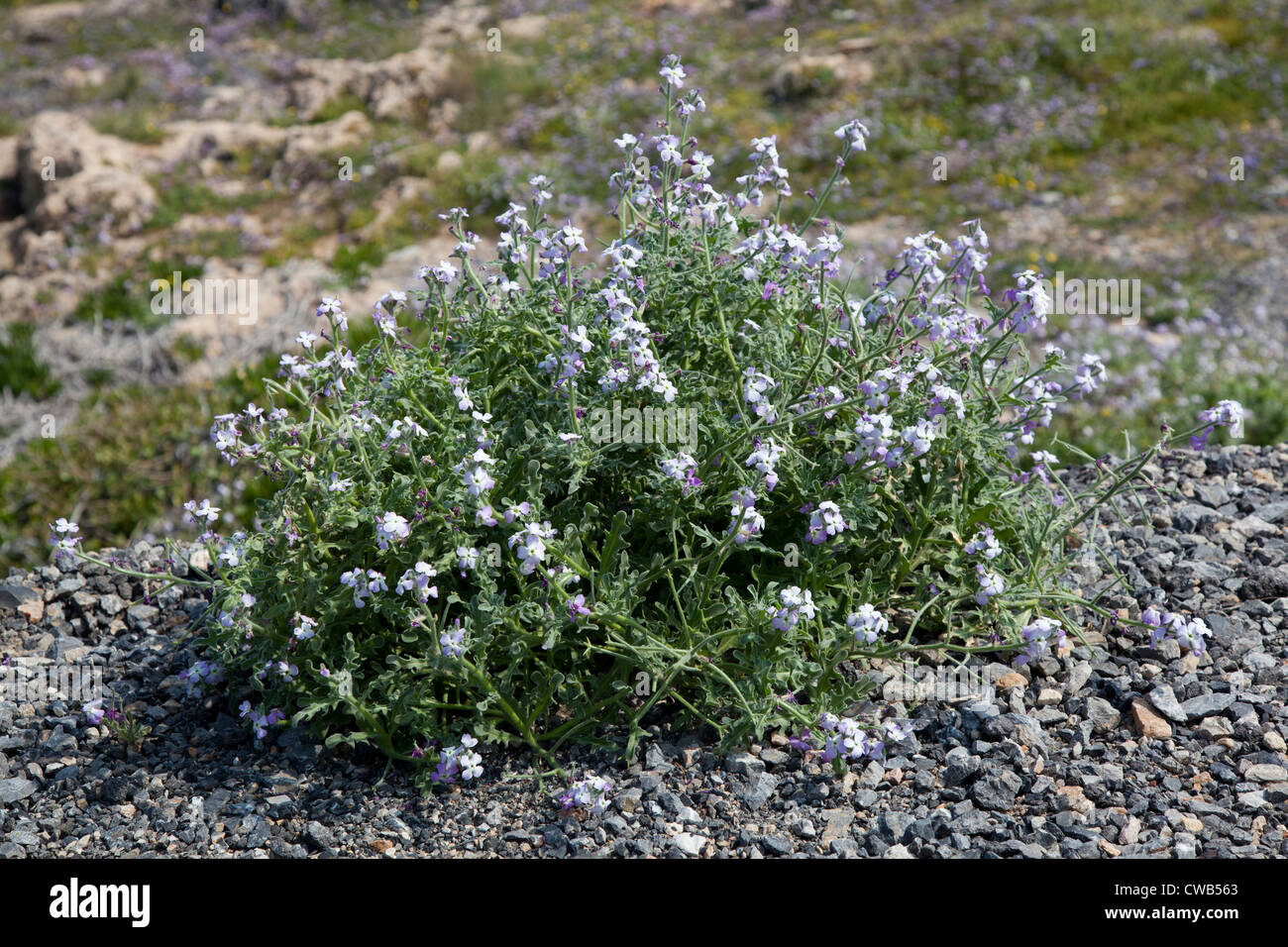 Wilde Küsten Blumen, Kreta Griechenland Stockfoto