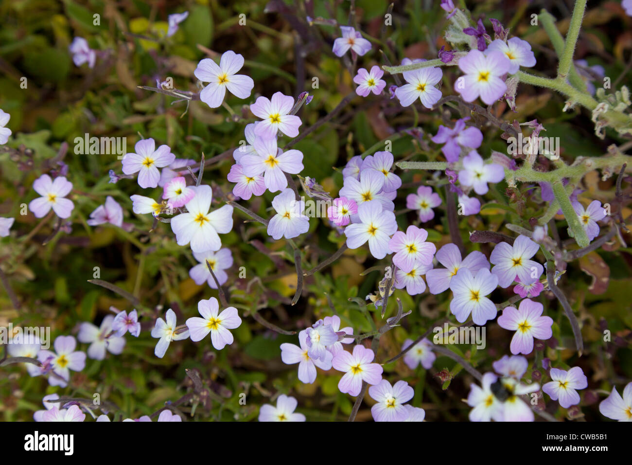 Wilde Küsten Blumen, Kreta Griechenland Stockfoto
