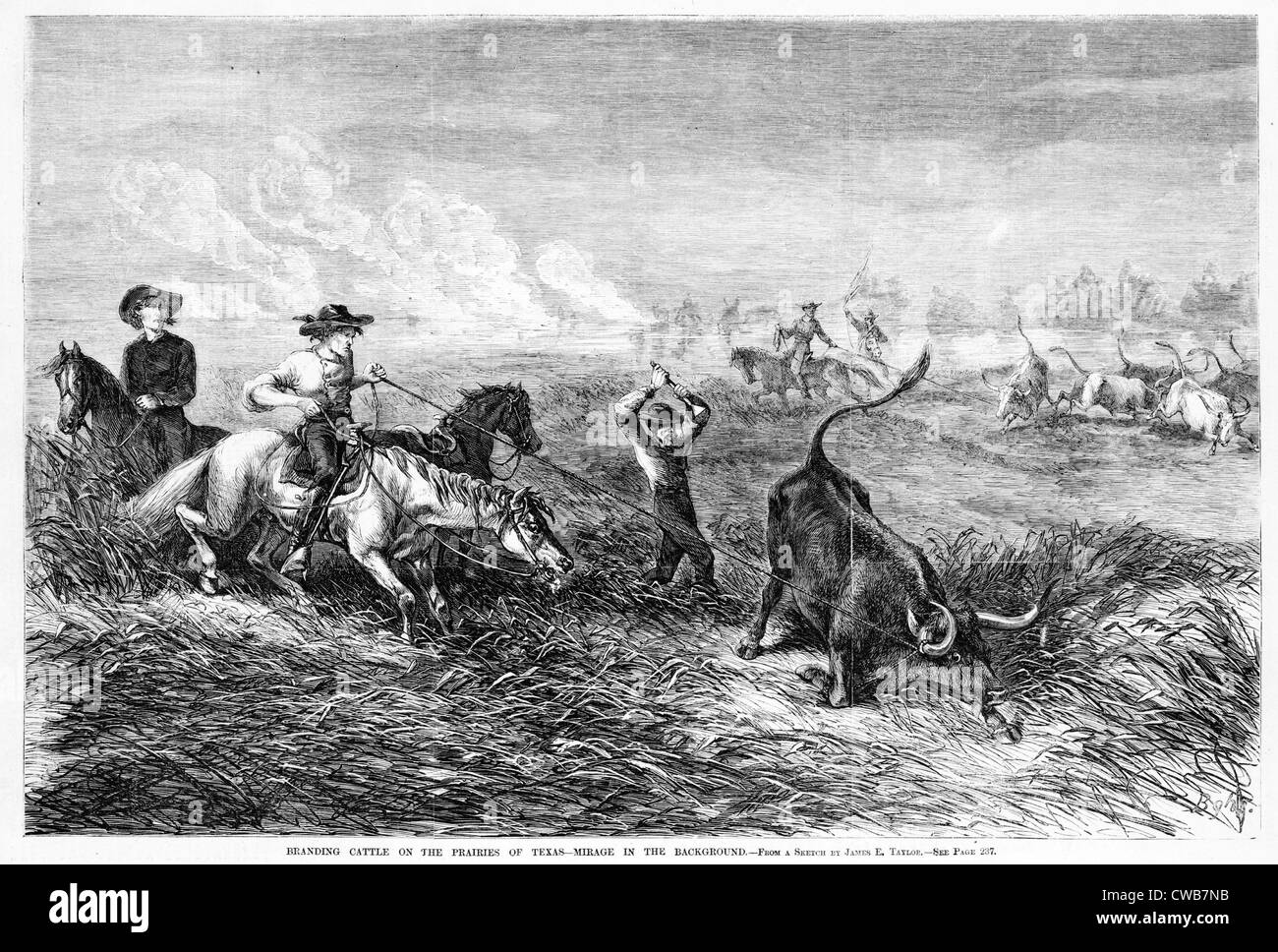 Cowboys Rinder auf den Prärien des Texas-branding. Holzschnitt aus einer Skizze von James E. Taylor. Frank Leslie ist illustriert Stockfoto