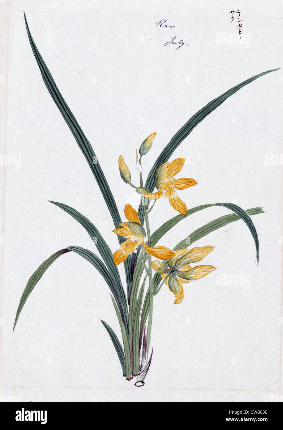 Farbe Tusche-Zeichnung Darstellung Orchidee (möglicherweise eine Gin-ran) mit gelben Blüten und langen grünen Wedel, der 1870er Jahre Stockfoto