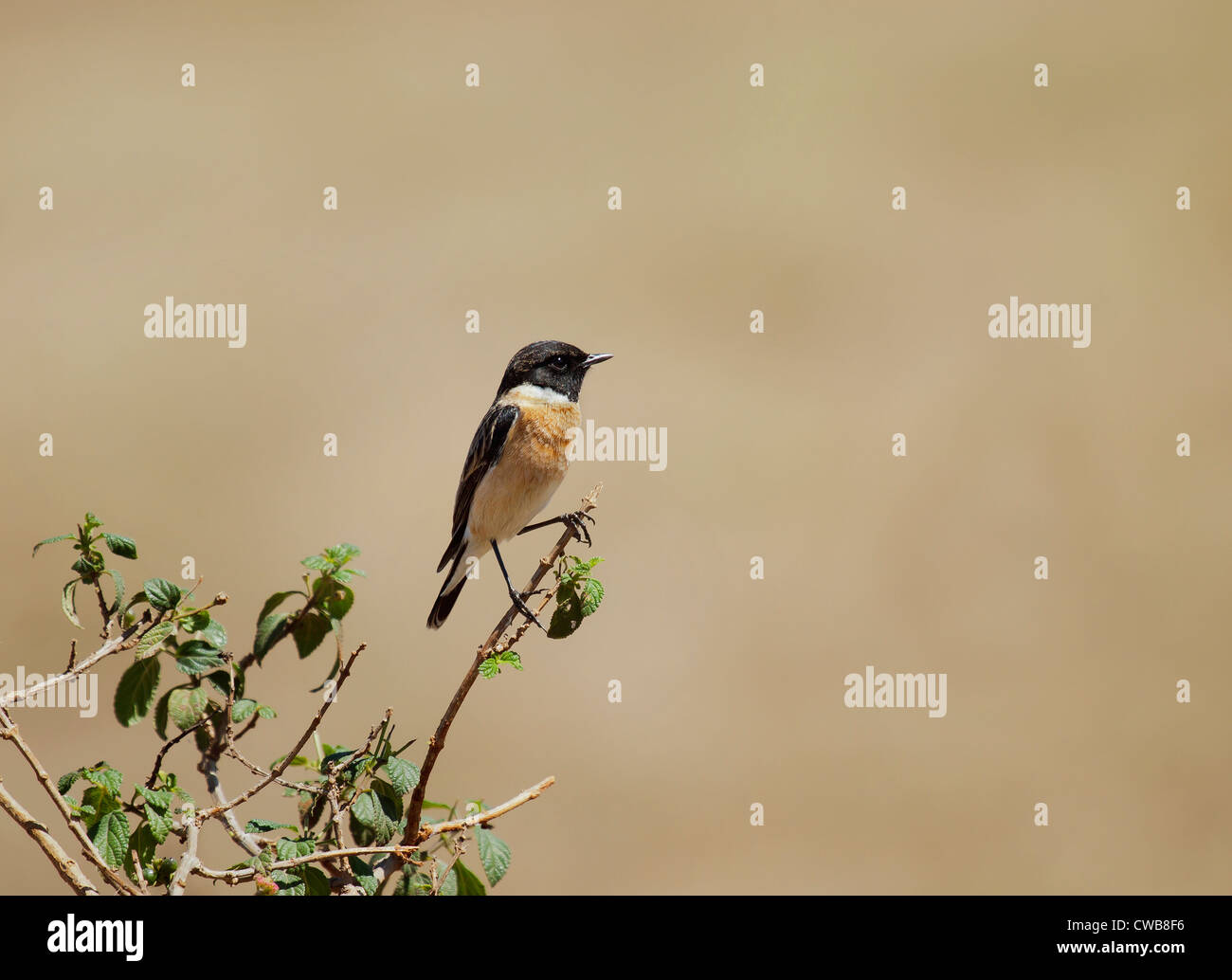 Sibirisches Stonechat oder Asiatisches Stonechat (Saxicola maurus) Stockfoto