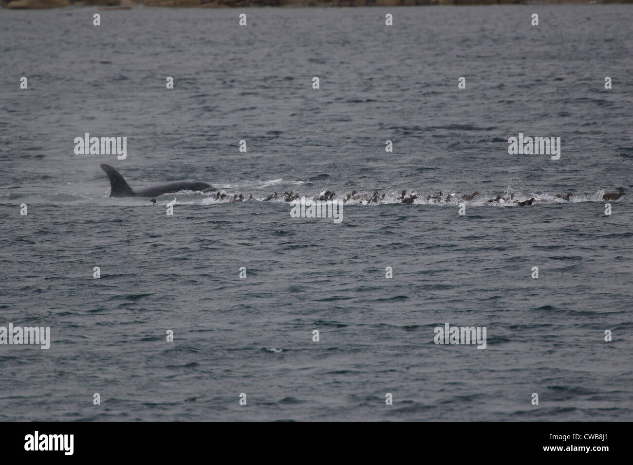 Großer Schwertwal Orcinus Orca Jagd Eiderenten, Somateria Mollissima Shetland-Inseln Schottland, Vereinigtes Königreich Stockfoto