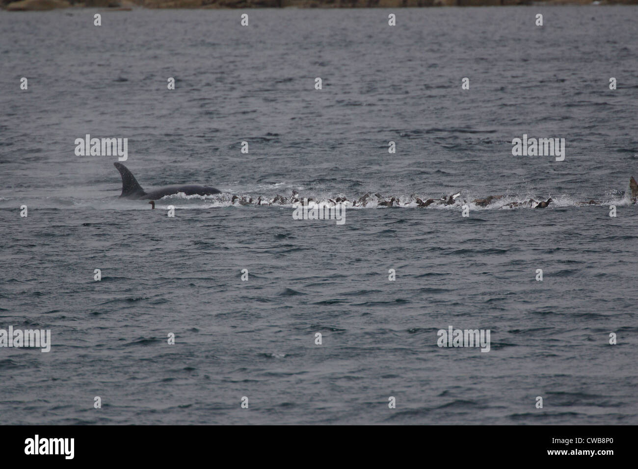 Großer Schwertwal Orcinus Orca Jagd Eiderenten, Somateria Mollissima Shetland-Inseln Schottland, Vereinigtes Königreich Stockfoto