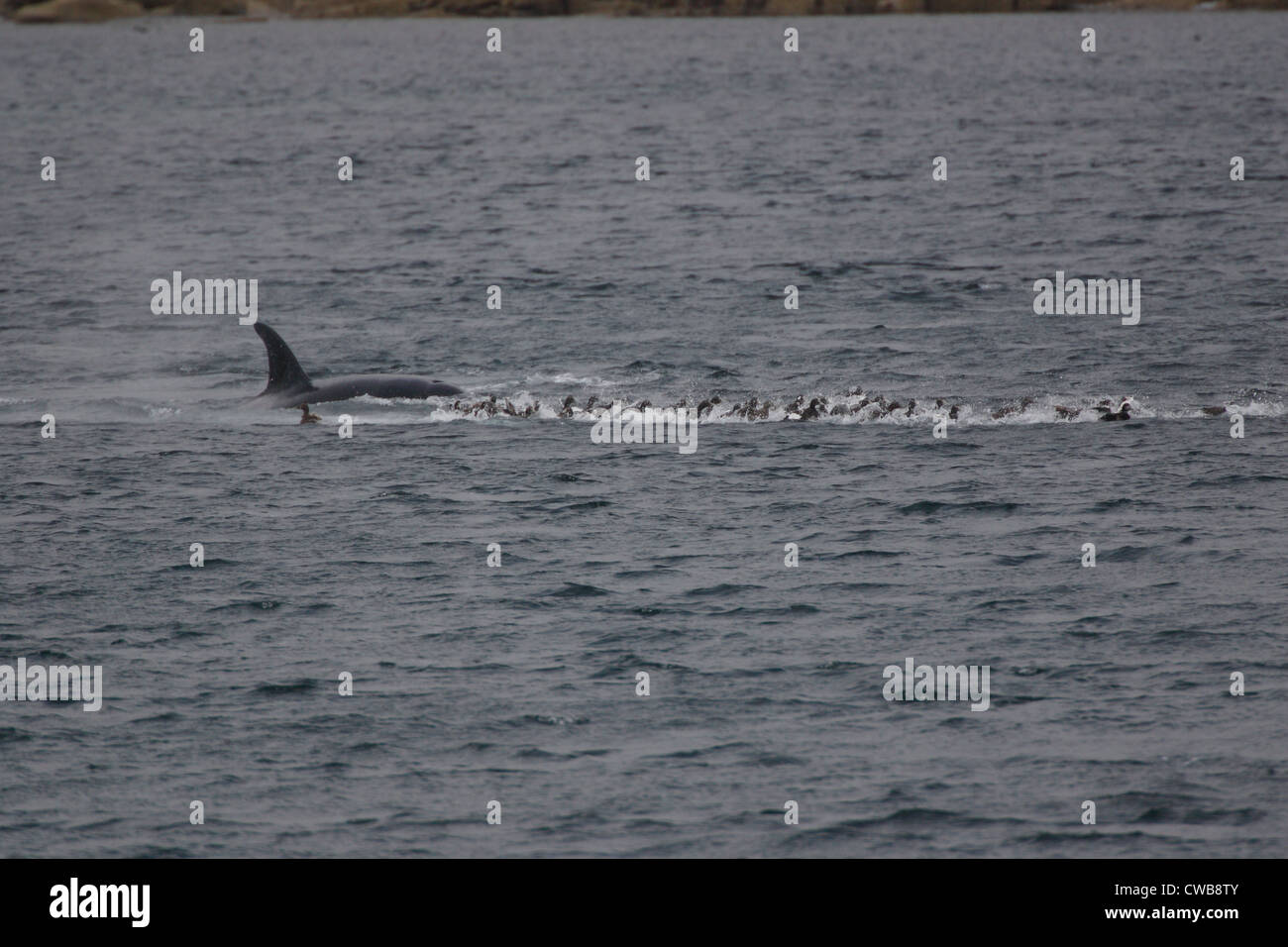 Großer Schwertwal Orcinus Orca Jagd Eiderenten, Somateria Mollissima Shetland-Inseln Schottland, Vereinigtes Königreich Stockfoto