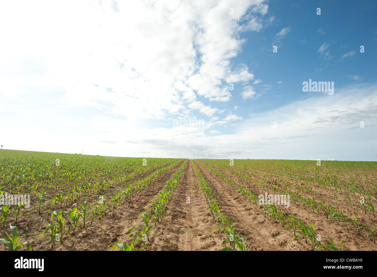 Gepflügtes Land und Nutzpflanzen in Feld auf einem Bauernhof Stockfoto
