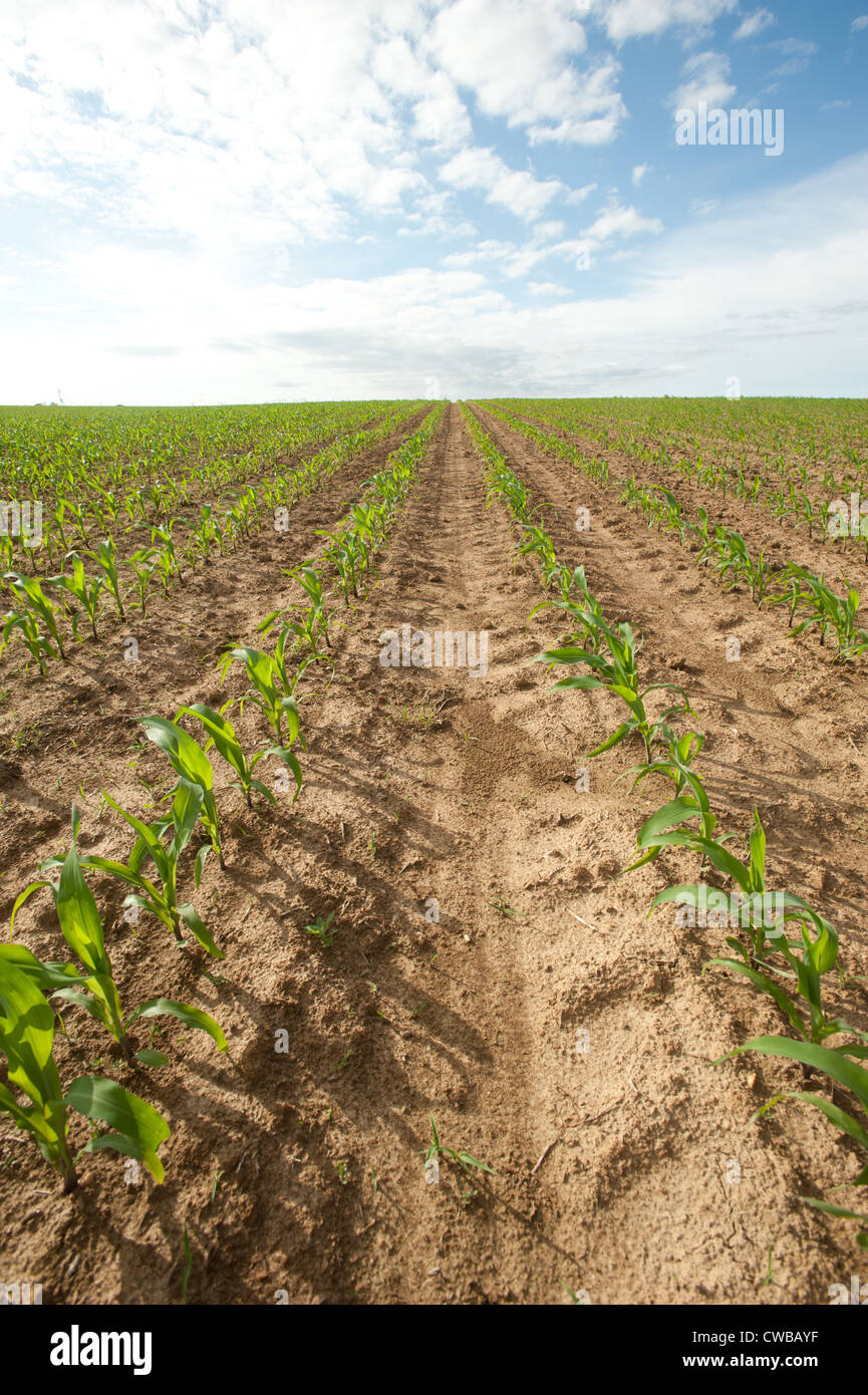 Gepflügtes Land und Nutzpflanzen in Feld auf einem Bauernhof Stockfoto