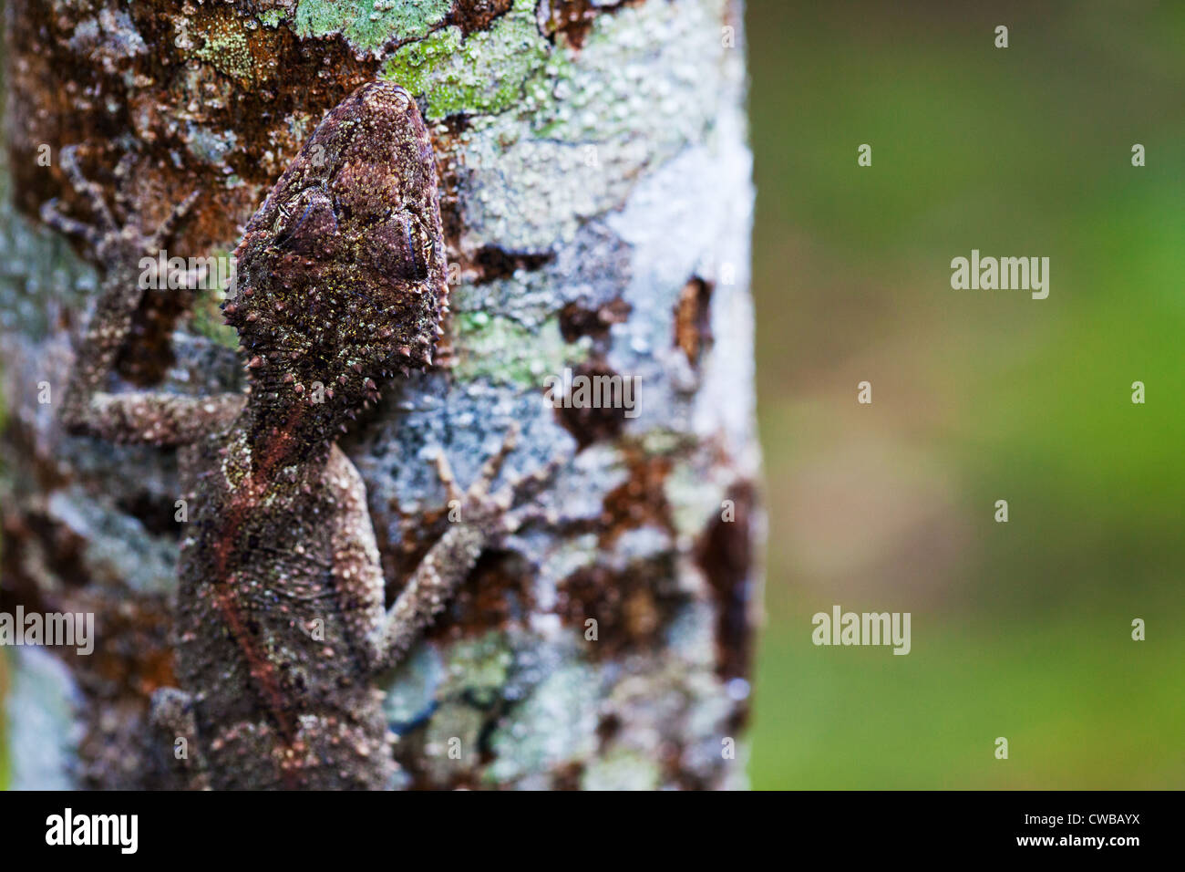 Südliche Leaf-tailed Gecko Saltuarius swaini - auch als Swains Blatt bekannt-tailed Gecko, Barrington Tops NSW, Australien Stockfoto