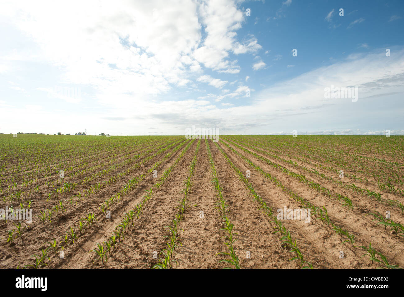Gepflügtes Land und Nutzpflanzen in Feld auf einem Bauernhof Stockfoto