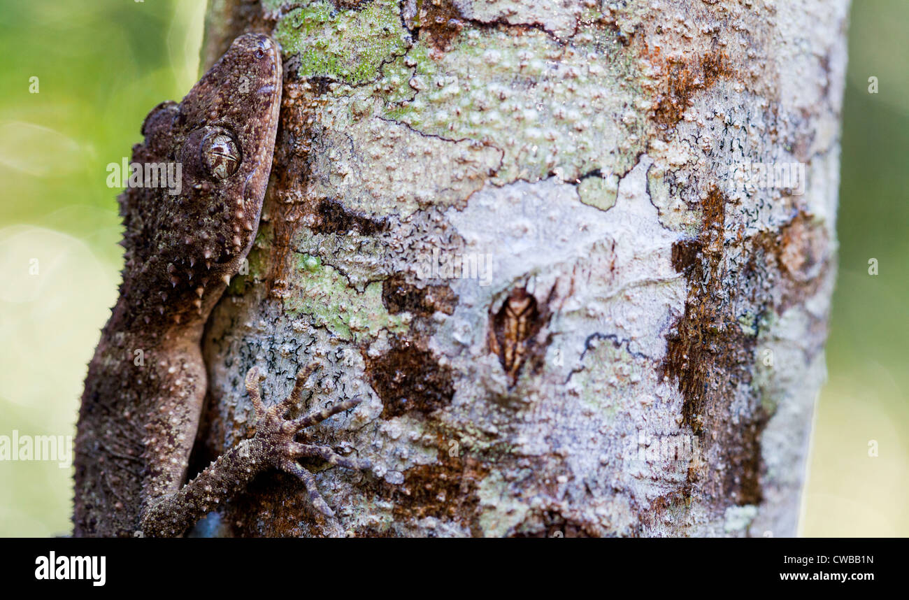 Südliche Leaf-tailed Gecko Saltuarius swaini - auch als Swains Blatt bekannt-tailed Gecko, Barrington Tops NSW, Australien Stockfoto