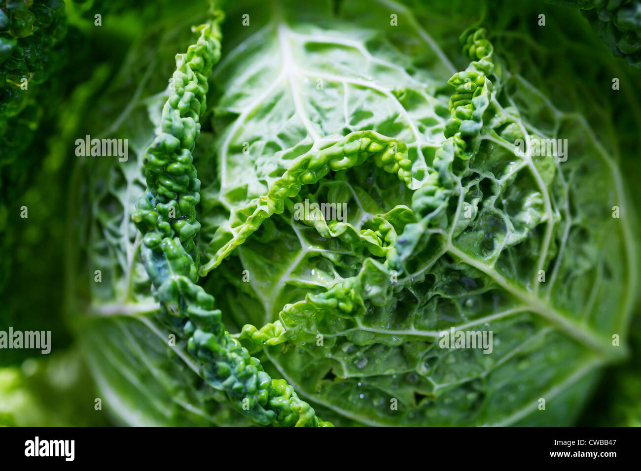 Nahaufnahme von einem zerknitterten Blatt grün Wirsing Stockfoto