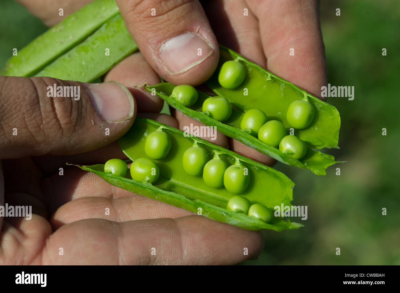 Landwirt Öffnung Samenkapsel der Ernte auf Bauernhof Stockfoto