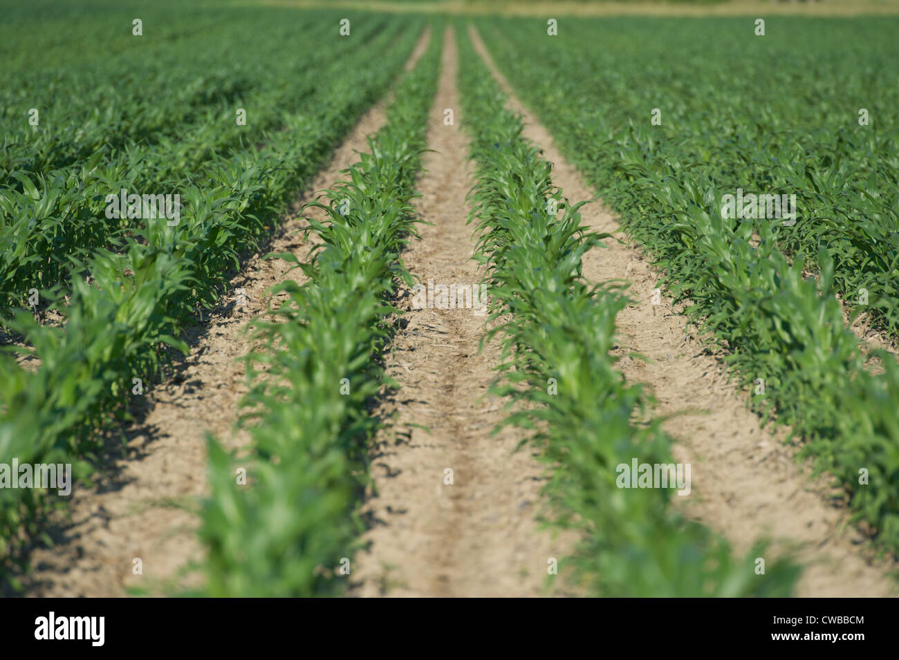 Bereich der Kulturen Stockfoto