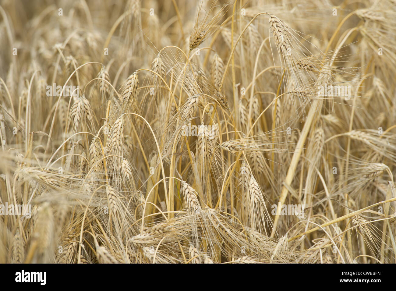 Gerste Stockfoto