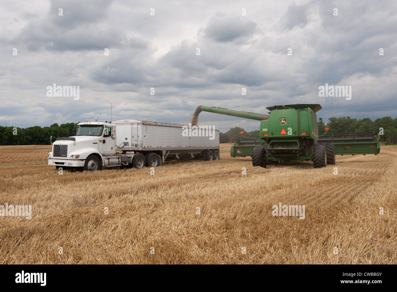 Ernte Getreide Produzent Stockfoto