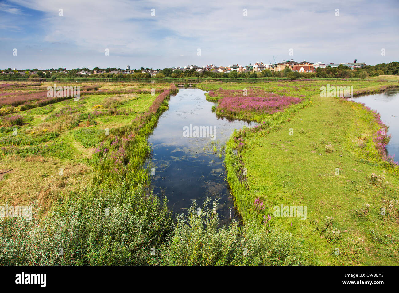Wasser-Wiese am & Feuchtgebiete Wildfowl Trust, Barnes, London, England, UK Stockfoto