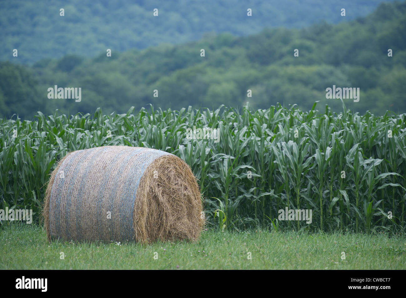 Maisfeld und Rundballen Stockfoto