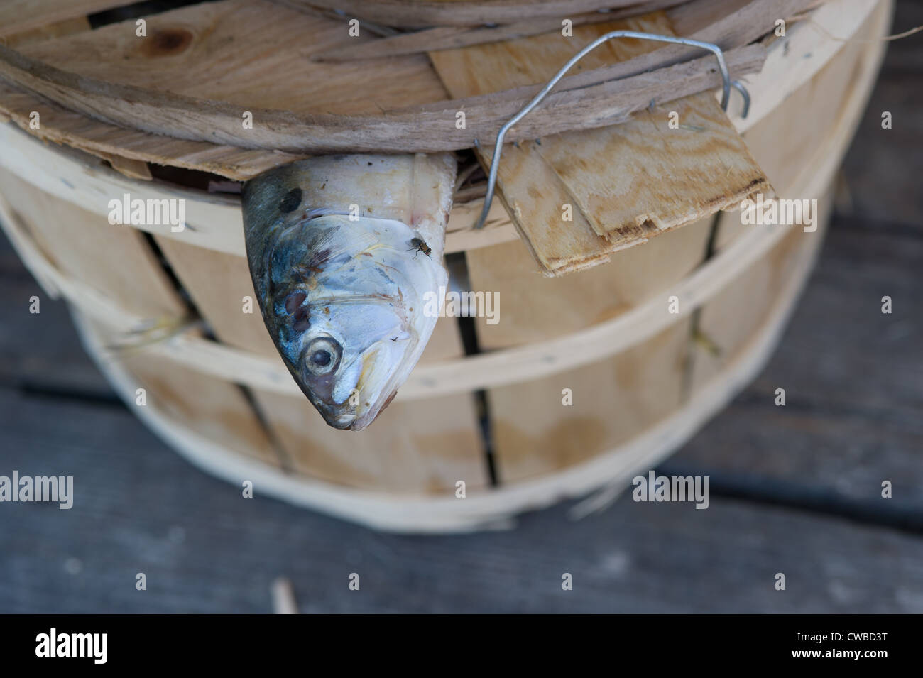 Fisch in einem Fass für anbiedernd und Köder auf eine Anlegestelle am Ufer in Bayford, VA Stockfoto