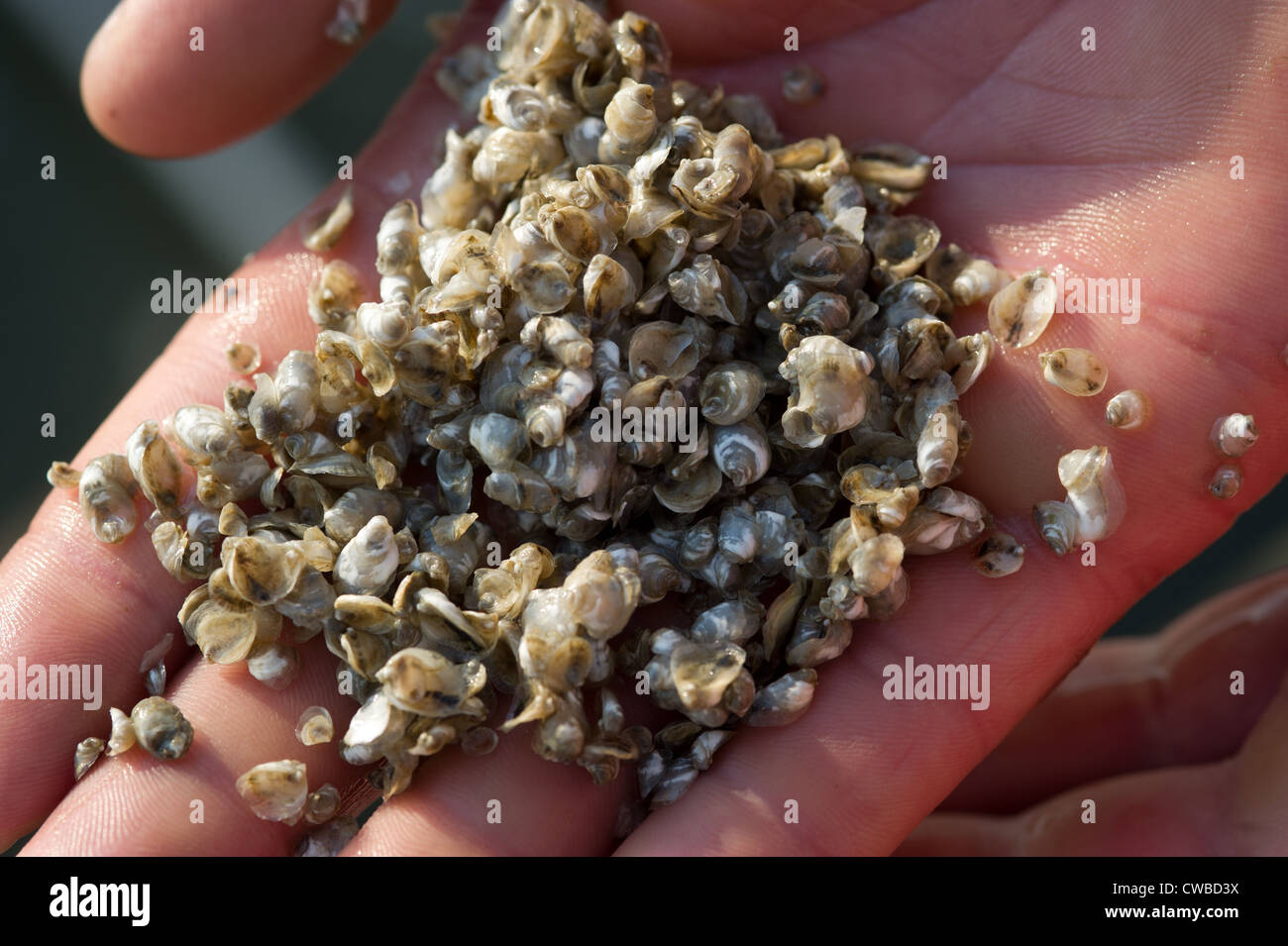 Baby Austernschalen in einer Hand, Shooting Point Austern, Bayford VA Stockfoto