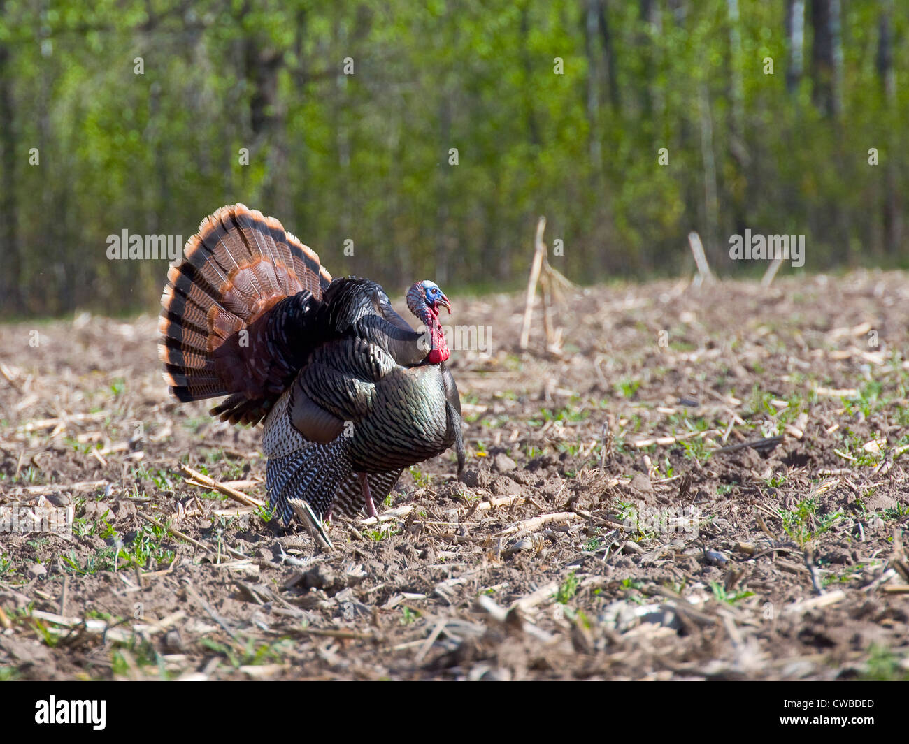 Gespreizt wilder Truthahn Stockfoto