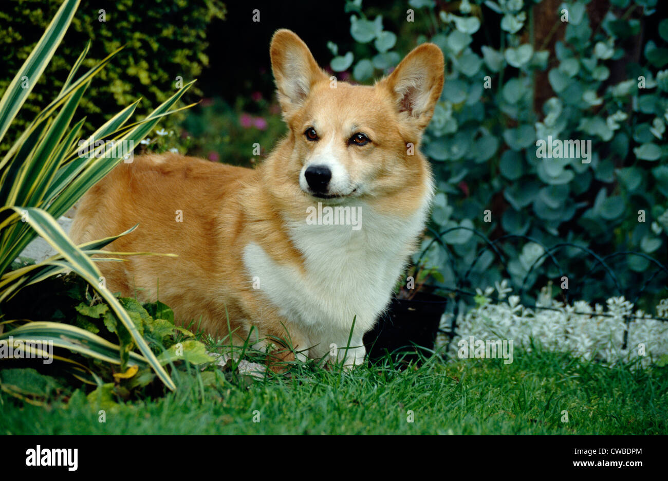 Welsh Corgi (Pembroke) auf Rasen Irland Stockfoto