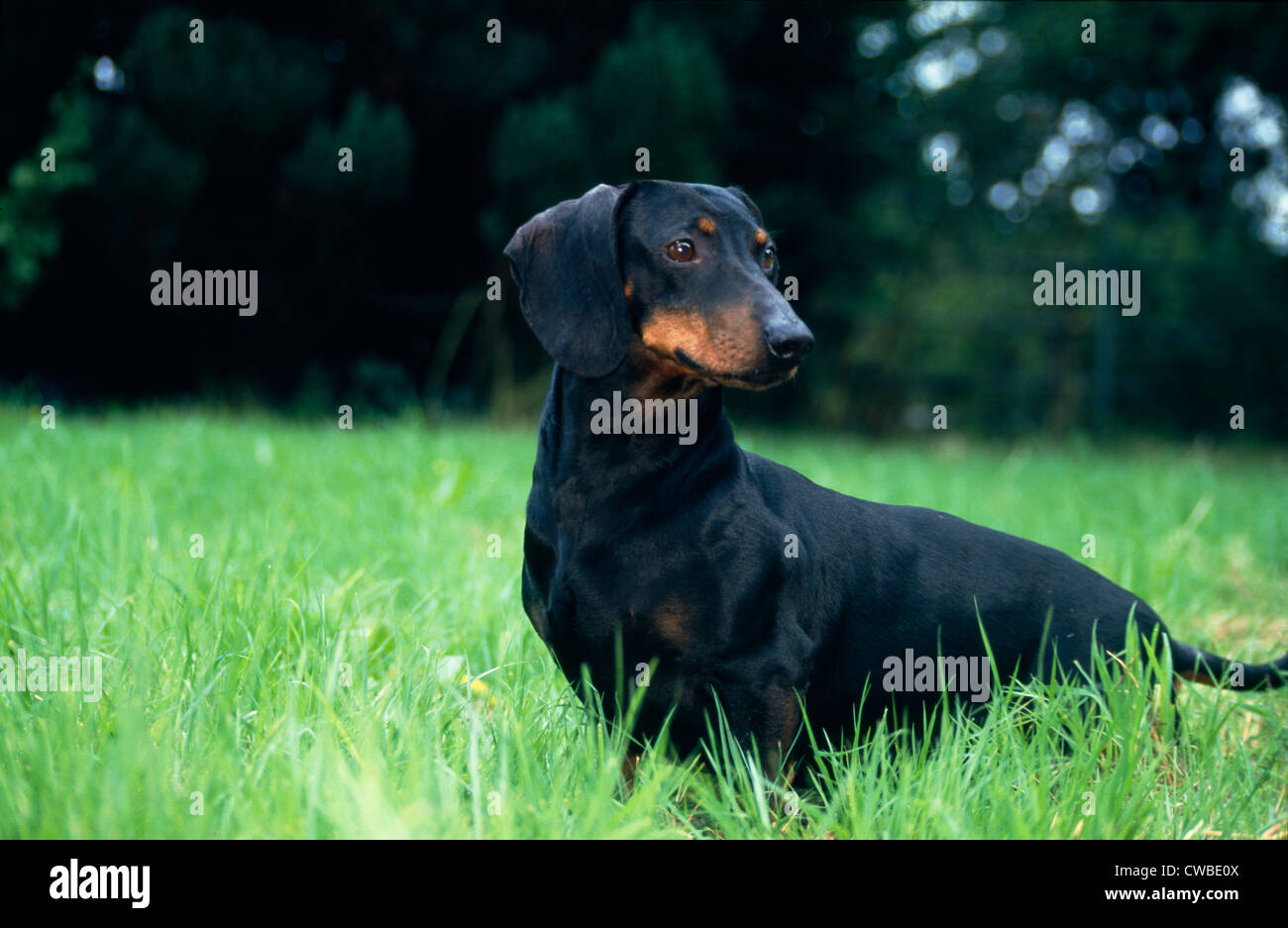 Dackel in Yard/Irland Stockfoto