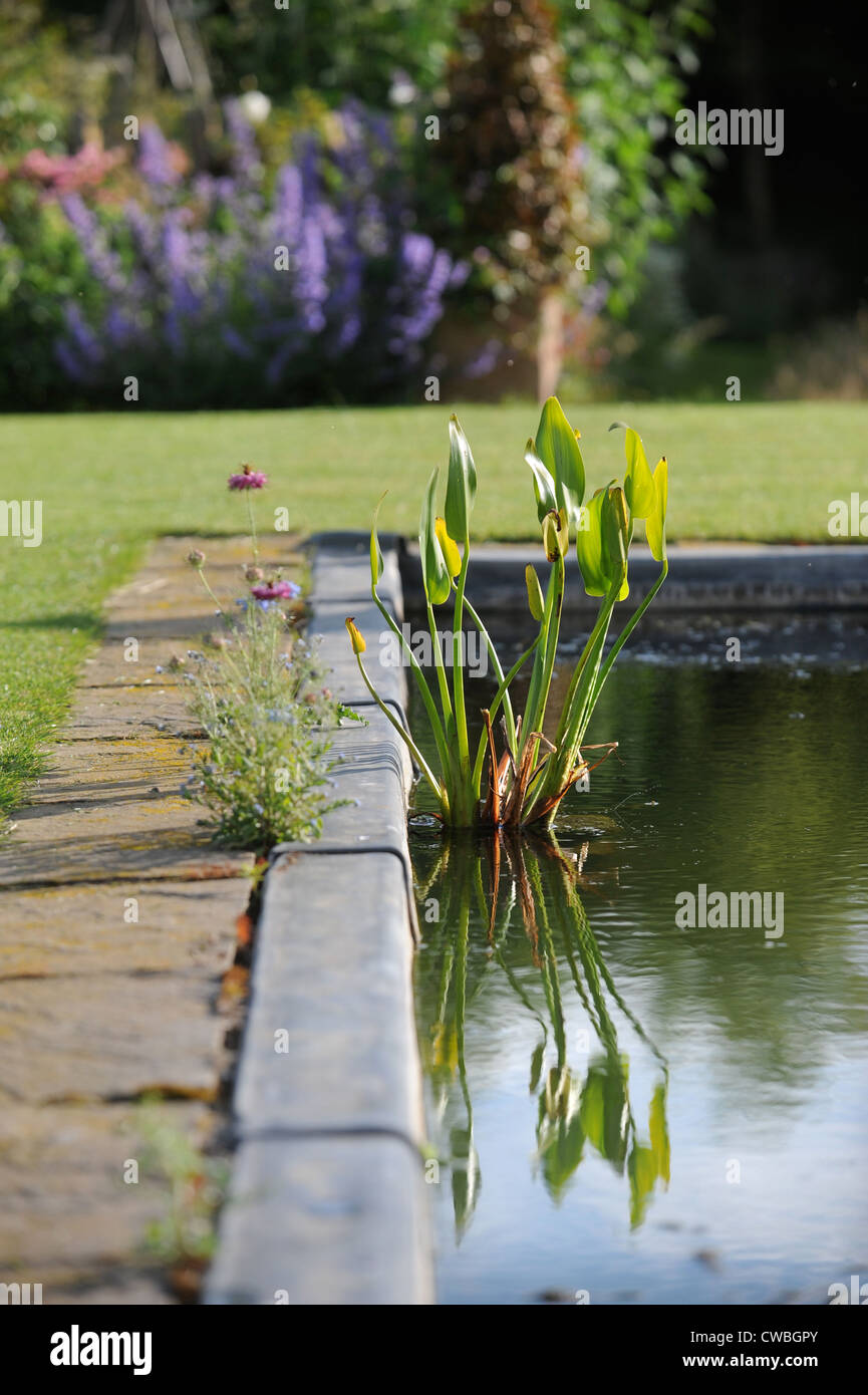 Ein Blei ausgekleidet Teich mit Moor Arum Lilien in einen englischen Garten UK Stockfoto