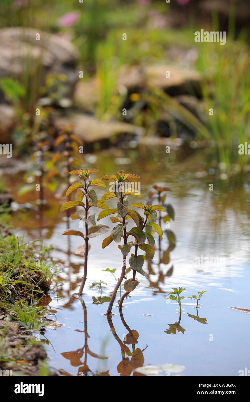 Eine wilde Teich mit Marschland Pflanzen UK Stockfoto