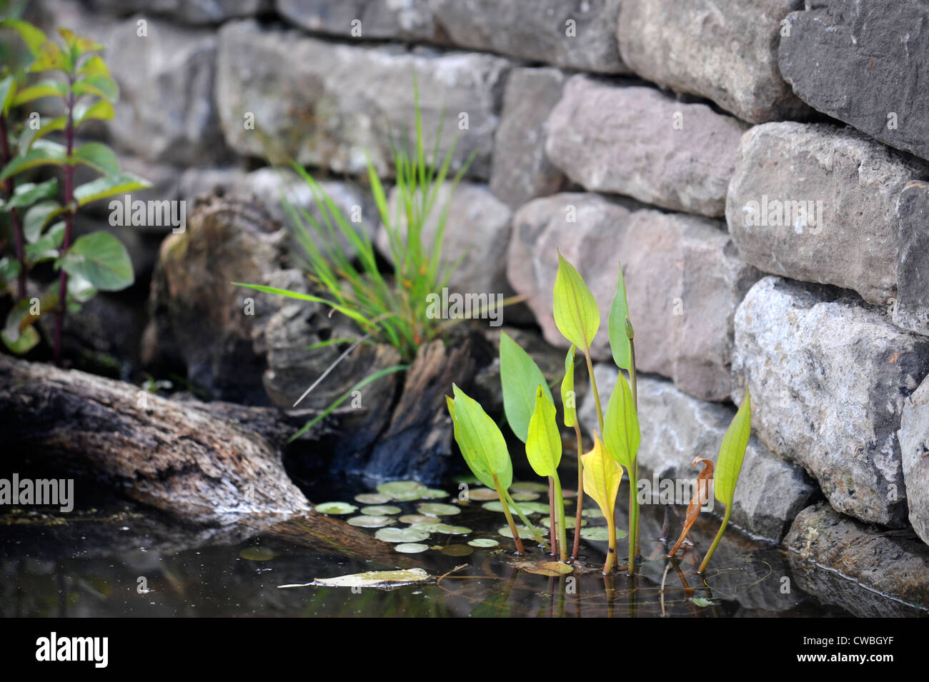 Ein wilder Gartenteich mit Moor Arum Lilien UK Stockfoto