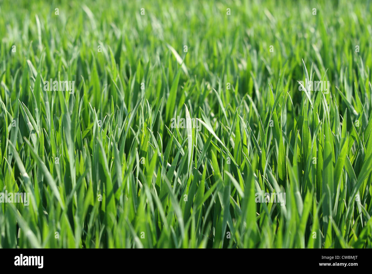Junger Grüner Weizen Stockfotografie - Alamy