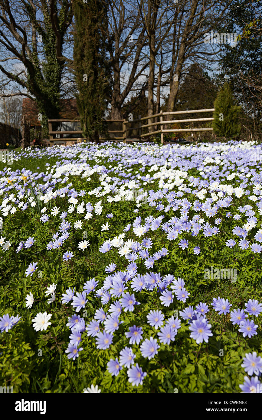 Blaue Anemone, Anemone Apennina, Hampshire, England, UK Stockfoto