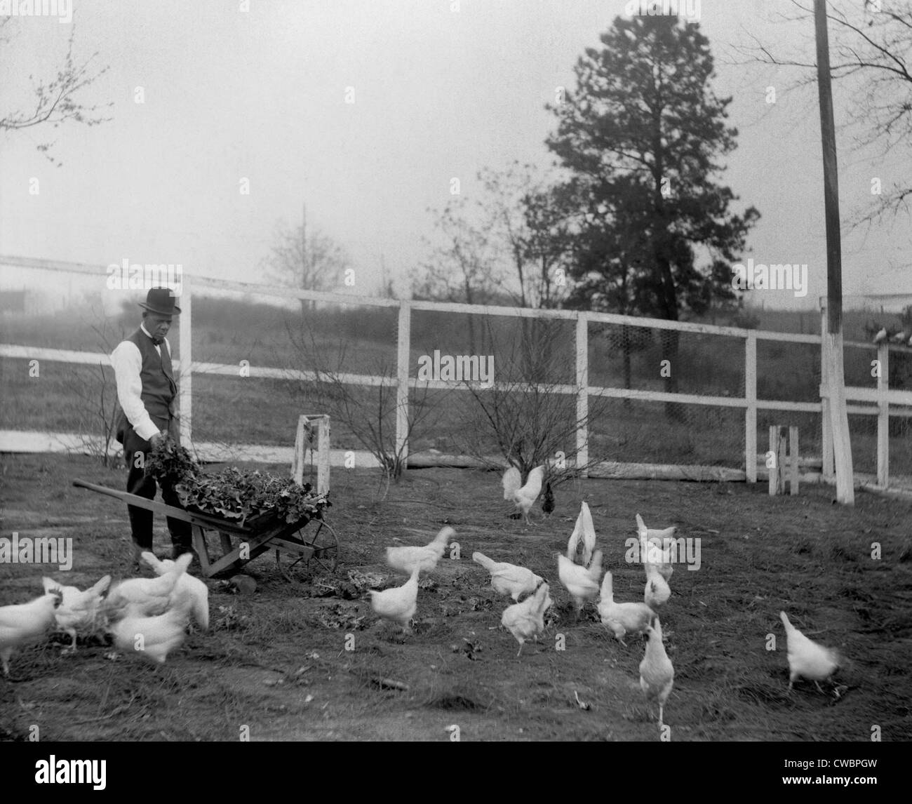 Booker T. Washington (1856-1915), seine Hühner mit grünen hob in seinem eigenen Garten, Tuskegee Institute zu füttern.  Seine Stockfoto