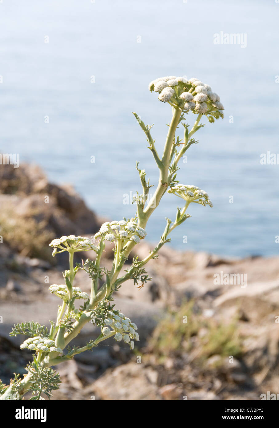 Wermut-Blumen-Nahaufnahme mit selektiven Fokus auf Vorderseite von Florenz Stockfoto