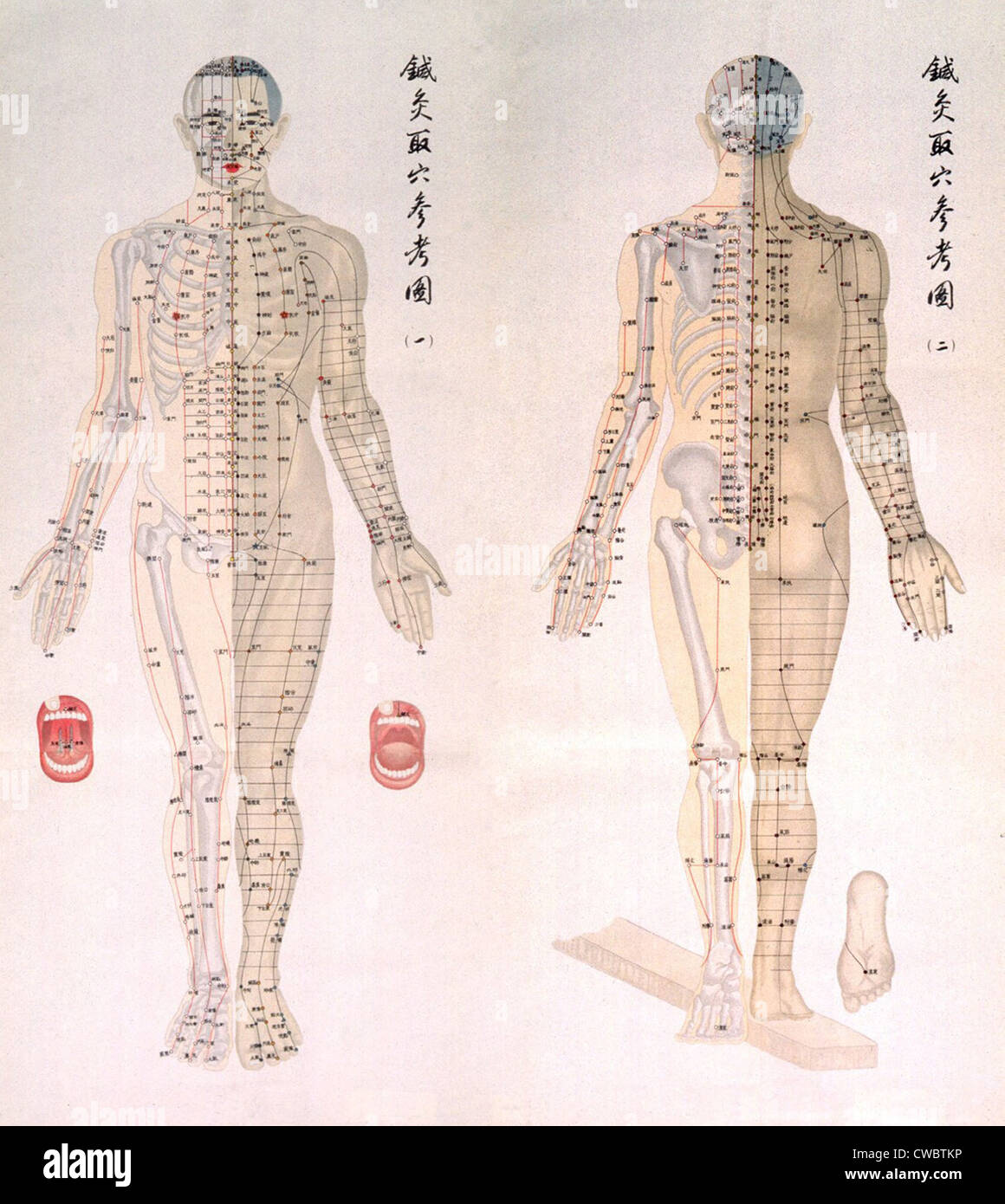 Chinesische Diagramm von Akupunkturpunkten auf einem männlichen Körper, mit den Knochen auf die Hälfte seines Körpers und Muskeln auf der anderen Hälfte dargestellt. Stockfoto