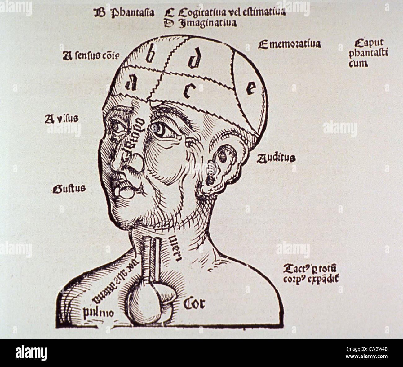 Ein menschlicher Kopf und Schultern mit Herz und Hirn gezeigt; einige der Sinne und ihre entsprechenden Körperteile sowie Stockfoto