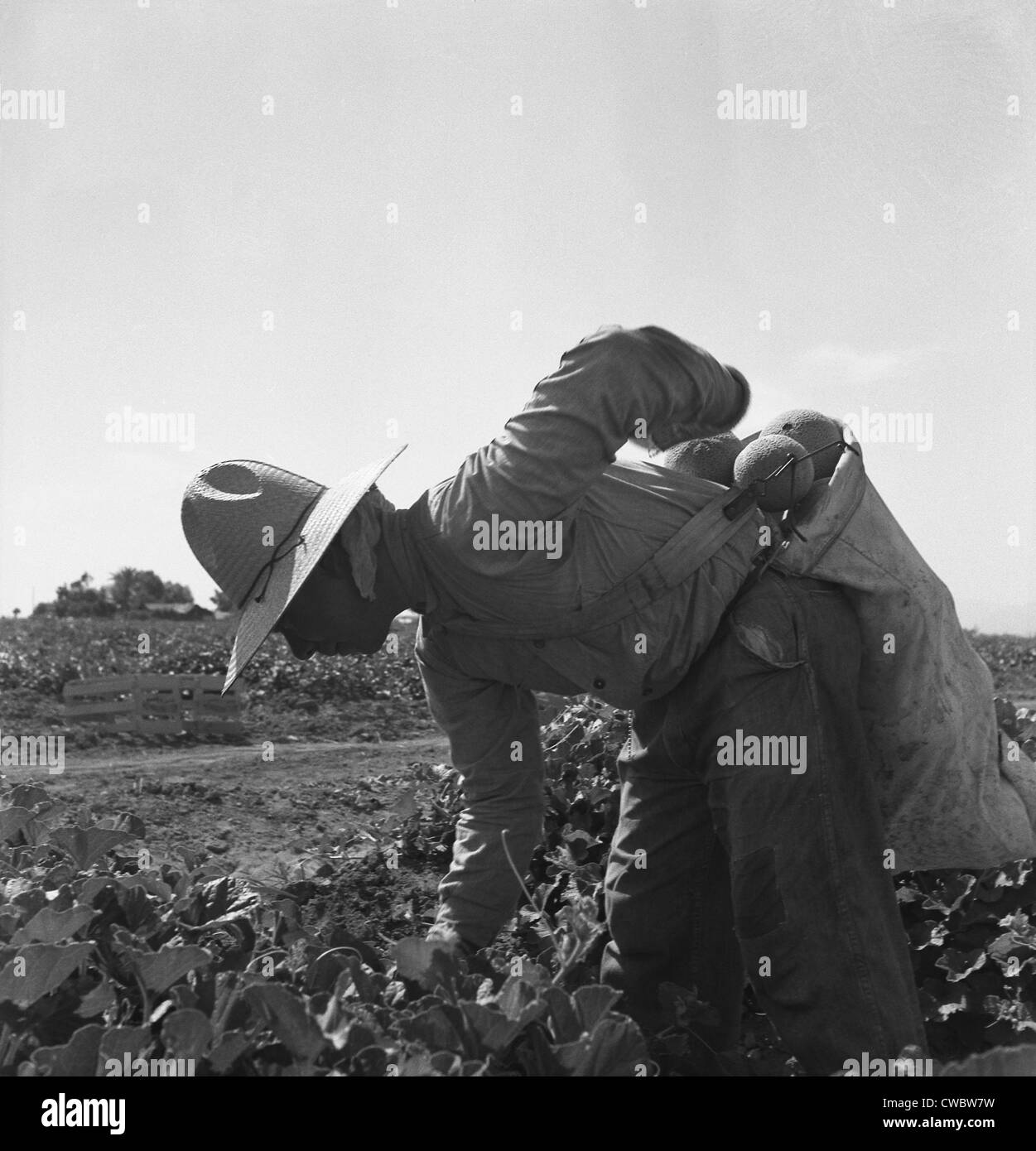 Mexikanisch-amerikanischen Knecht beugte sich über Kommissionierung Melonen im Imperial Valley, Kalifornien. Mai 1937 Foto von Dorothea Stockfoto