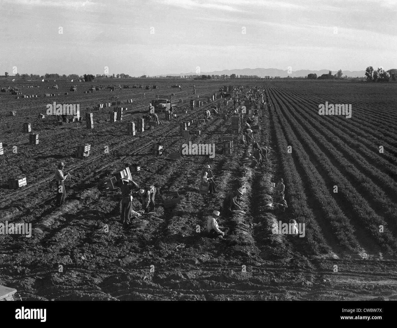 Bande Arbeit der Mexikaner und weiße Amerikaner auf eine große Karotte LKW Bauernhof im Imperial Valley, Kalifornien. Wegen Überschuss Stockfoto